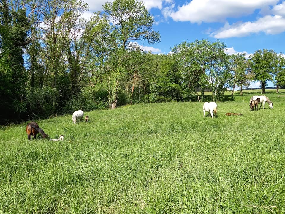 pré poulinières