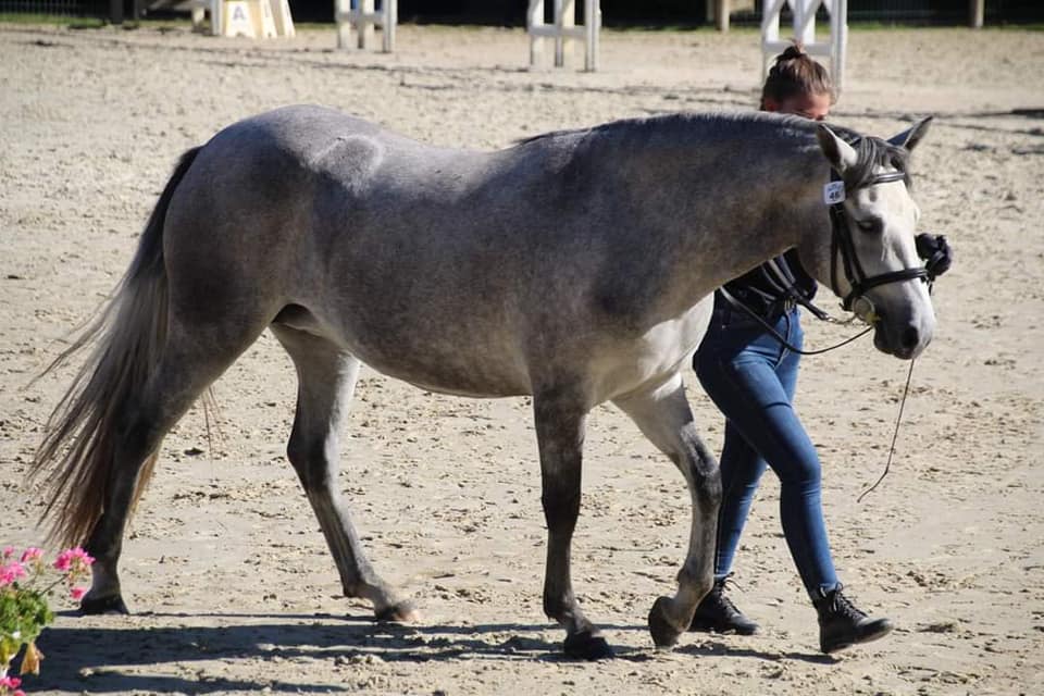 modeles et allures ARA