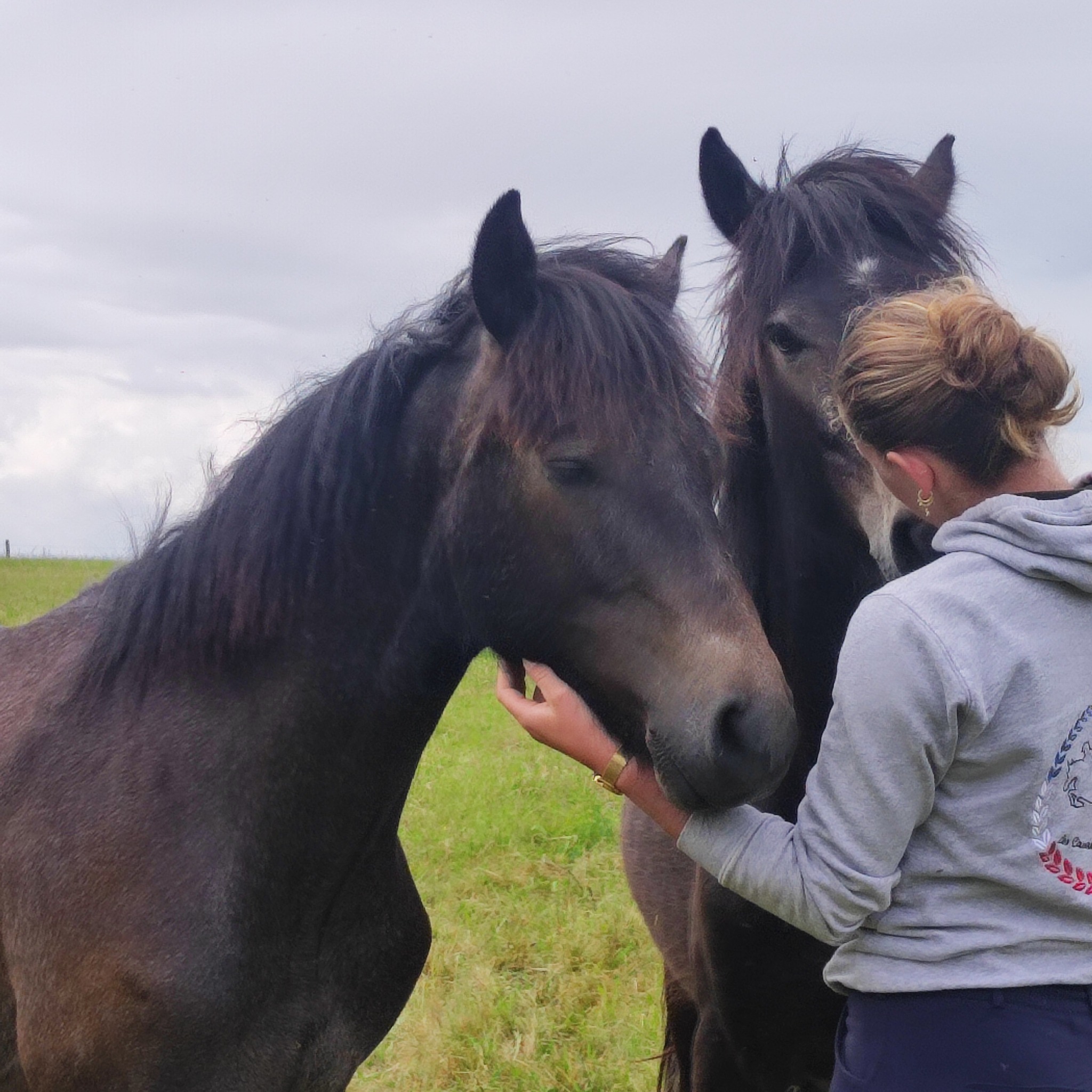 poneys elevage